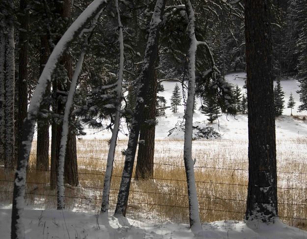 Snowy Meadow. Photo by Dave Bell.