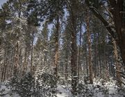 Beautiful Ponderosa Pines. Photo by Dave Bell.