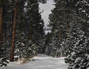 Black Hills. Photo by Dave Bell.