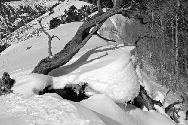 Dead Tree On Ridge. Photo by Dave Bell.