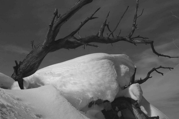 Dead Tree and Sky. Photo by Dave Bell.