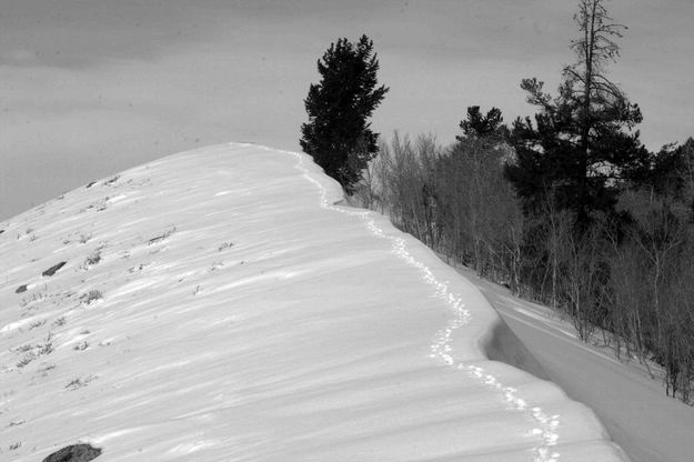 Fox Trail. Photo by Dave Bell.