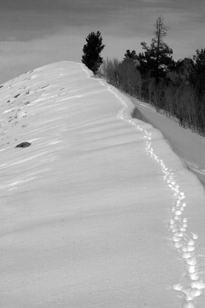 Vertical Fox Trail On Ridgeline. Photo by Dave Bell.