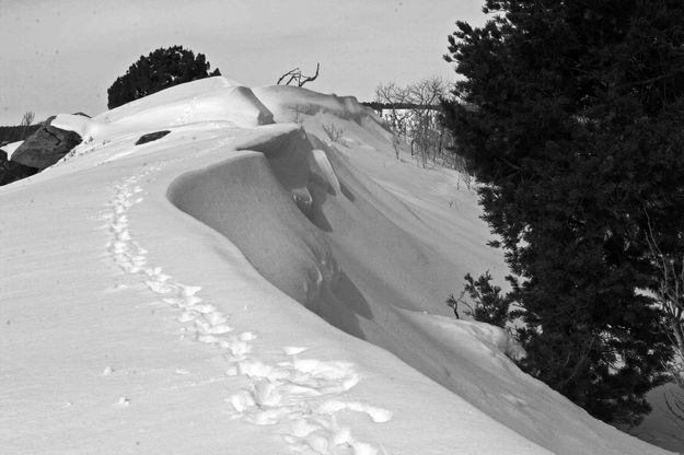 Snow Drifts. Photo by Dave Bell.