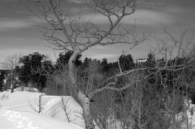 Curvy Aspen Tree. Photo by Dave Bell.