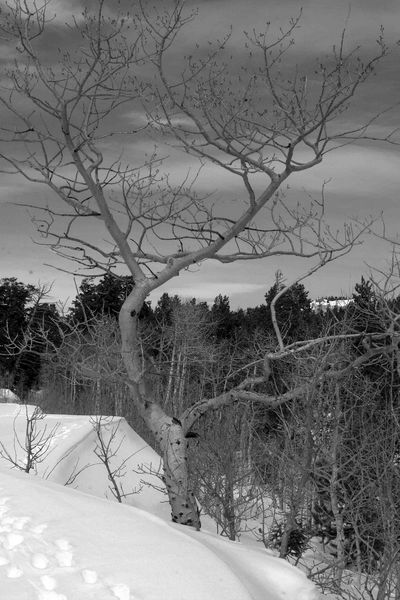 Vertical Curvy Aspen Tree. Photo by Dave Bell.