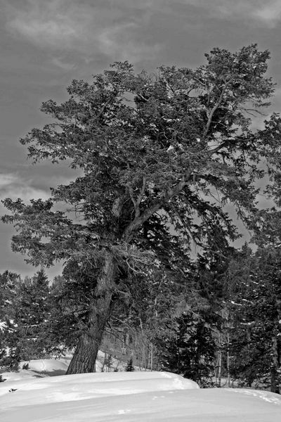 Big Leaning Pine Tree. Photo by Dave Bell.