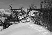 Bent Dead Tree On Ridgeline. Photo by Dave Bell.