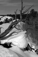 Vertical Dead Tree With Drift. Photo by Dave Bell.