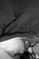 Vertical Dead Tree and Sky. Photo by Dave Bell.