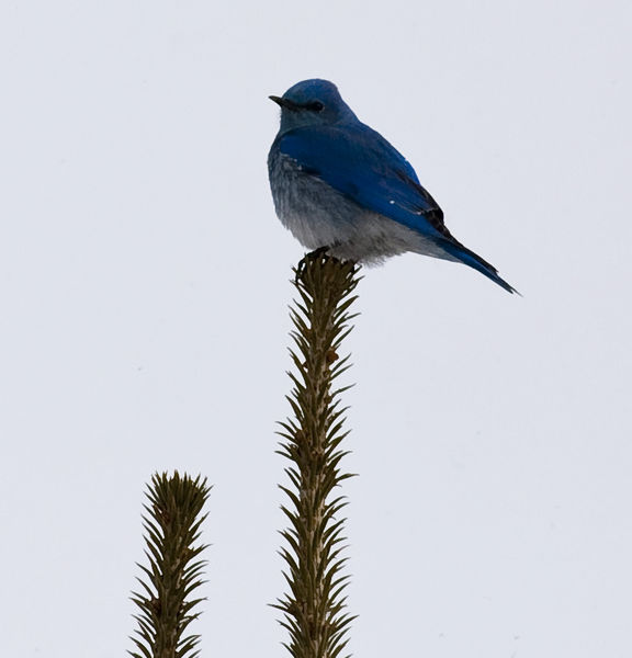 Mountain Bluebird. Photo by Dave Bell.