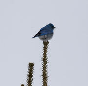 Bluebird Perched. Photo by Dave Bell.