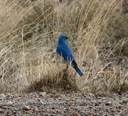 Bluebird. Photo by Dave Bell.