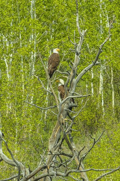 Two In The Tree. Photo by Dave Bell.