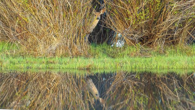 A Little Hide And Seek. Photo by Dave Bell.