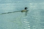 Common Loon On Fremont Lake. Photo by Dave Bell.