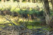 Yellowheaded Blackbird. Photo by Dave Bell.