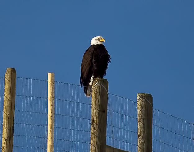 Bald. Photo by Dave Bell.