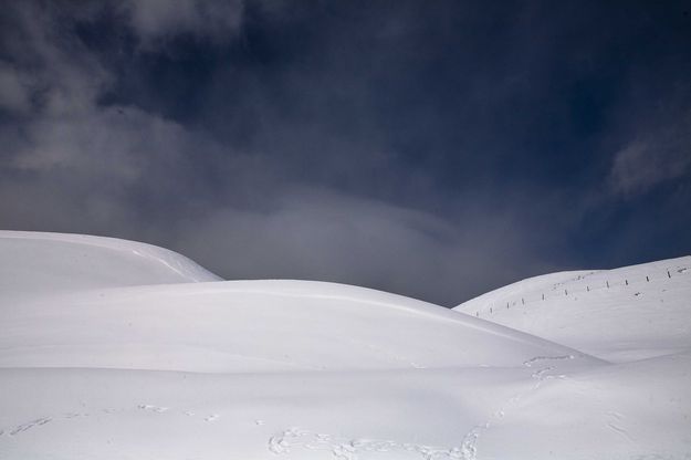 White Fluffy Meet White Fluffy. Photo by Dave Bell.