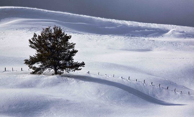 Solitary. Photo by Dave Bell.