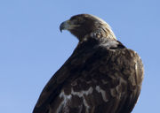 Golden Eagle. Photo by Dave Bell.