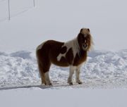 Pretty Pony. Photo by Dave Bell.