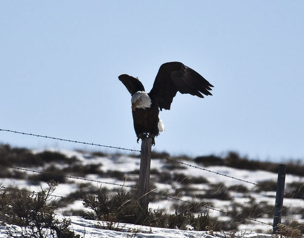 Bald Eagle Nervous Dance. Photo by Dave Bell.