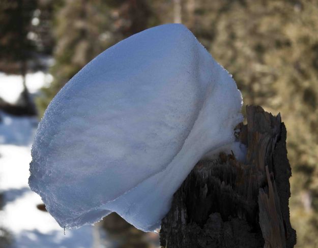 Sagging Snowpack Up Red Creek. Photo by Dave Bell.