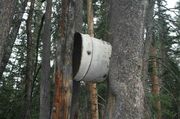 Barrel In Tree--Go Figure!. Photo by Dave Bell.
