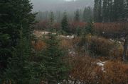 Fall Scene--Willows, Spruce and Snowflakes. Photo by Dave Bell.