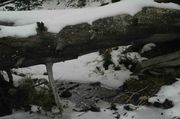 Snowy Log and Small Stream. Photo by Dave Bell.