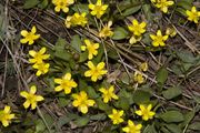 Yellow Flowers Are Back!!. Photo by Dave Bell.