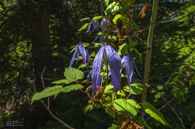 Western Virgin Bower. Photo by Dave Bell.