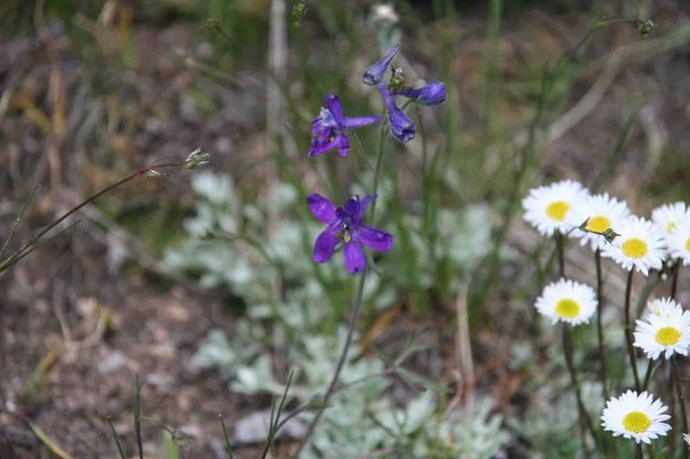 Purple Flower and Daisies. Photo by Dave Bell.