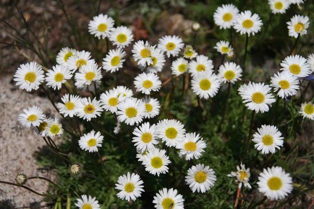 White Daisies. Photo by Dave Bell.