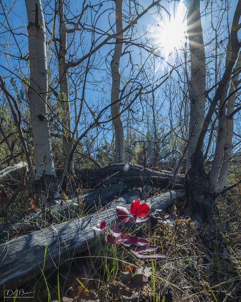 Red Spring Leaves. Photo by Dave Bell.