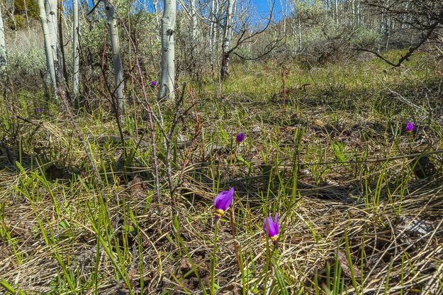 Spring Shooting Stars. Photo by Dave Bell.