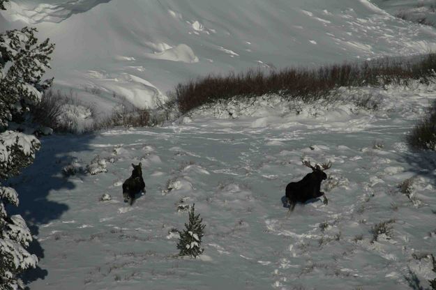 Cow and Bull Moose Caught In The Open. Photo by Dave Bell.