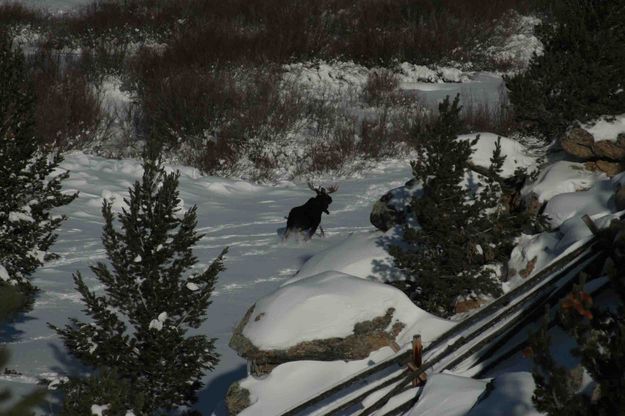 Bull Moose Headin' For Cover. Photo by Dave Bell.