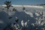 Snow Packed Trees. Photo by Dave Bell.