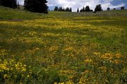 Wyoming Range--Dry Beaver Area--CLOSED!. Photo by Dave Bell.