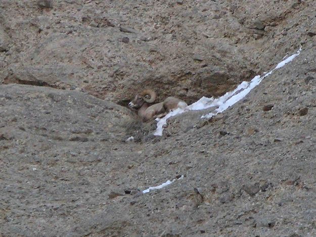 Bedded Down. Photo by Dave Bell.