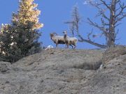 Ridgeline!!. Photo by Dave Bell.