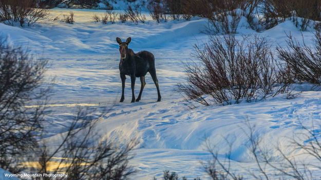 Frozen On The Frozen Green. Photo by Dave Bell.