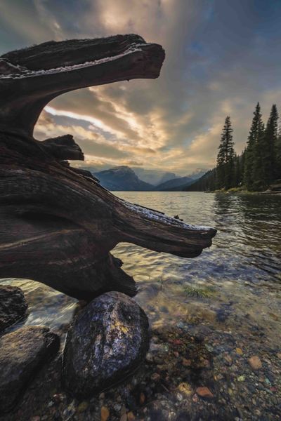 Driftwood Art. Photo by Dave Bell.