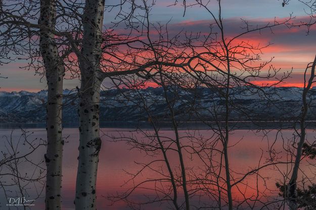 Morning Pinks. Photo by Dave Bell.