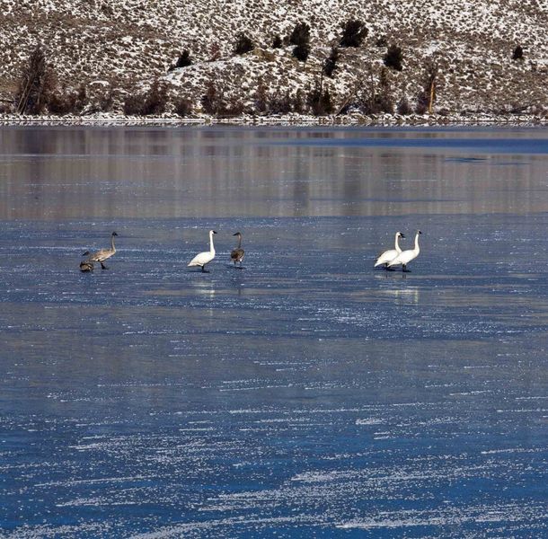 Trumpeters Making Their Way. Photo by Dave Bell.