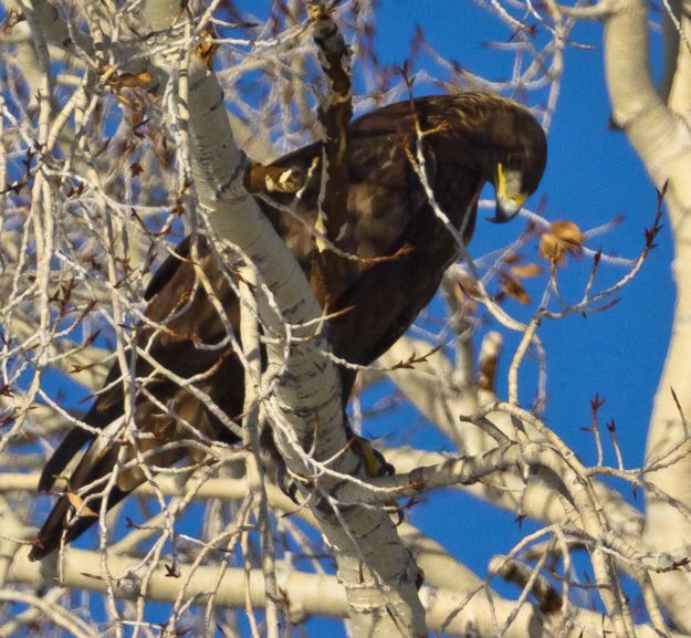 On The Perch. Photo by Dave Bell.