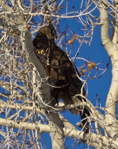 Blending In. Photo by Dave Bell.