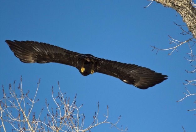 Fully Extended. Photo by Dave Bell.